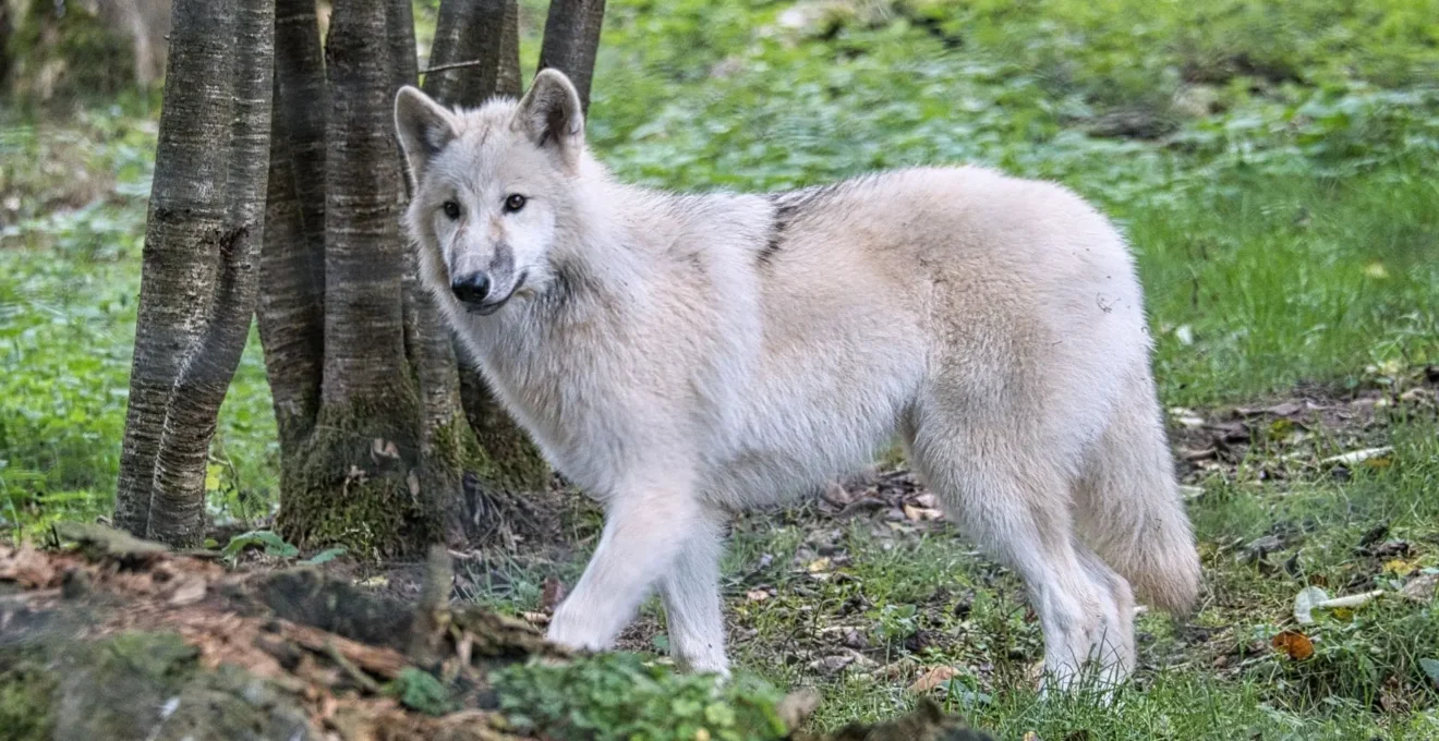 parc animalier.jpg
