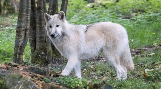 parc animalier.jpg